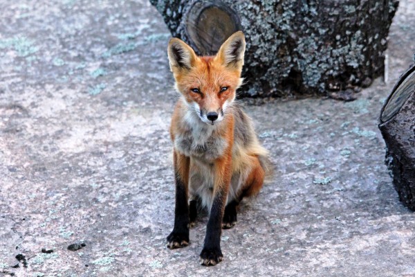 Red Fox With Black Socks by Deb Oppermann
